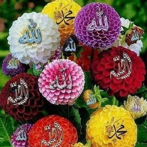 Meet your Posher, Nasima